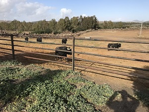 IMG 0100