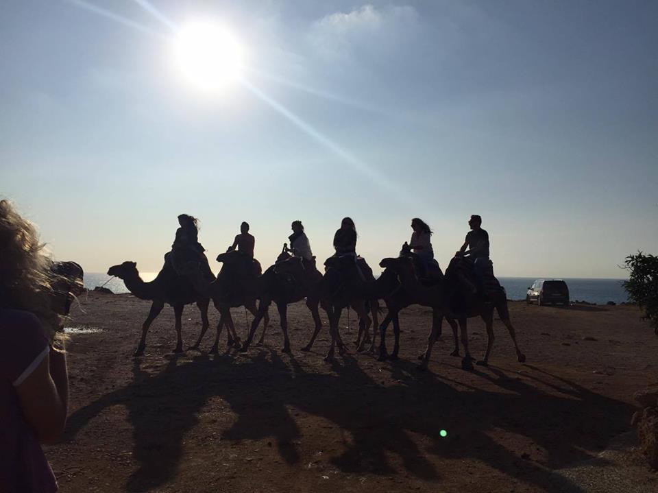 camels